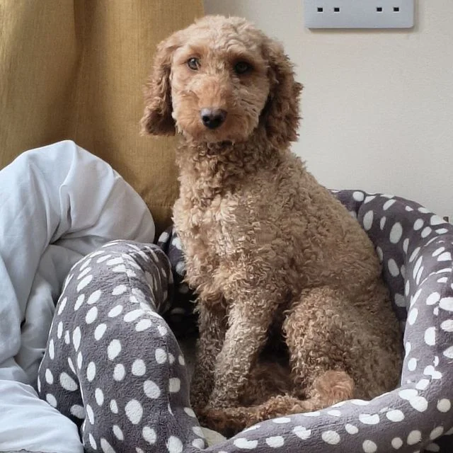 Poodle