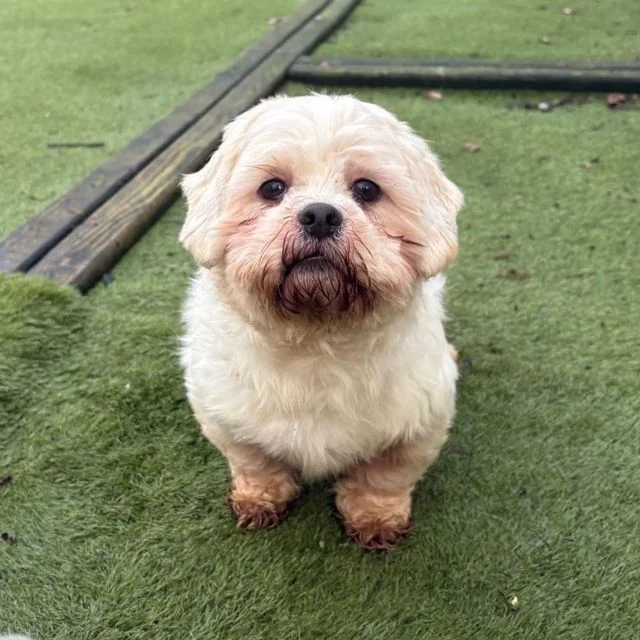 Shih Tzu