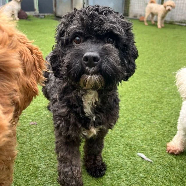Cavapoo