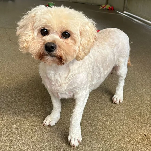 Shih Tzu
