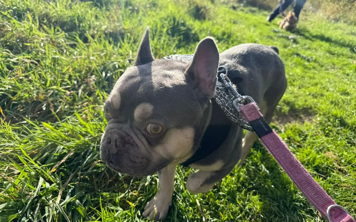 English Bulldog
