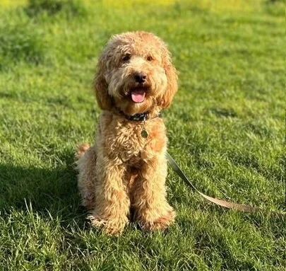 Cockapoo