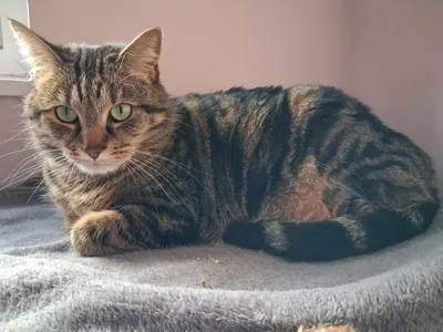 Bambi, adopted