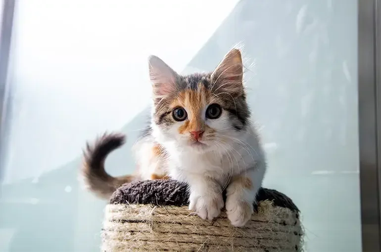 Meet some of the cats in our care