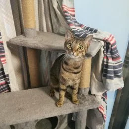 Meet some of the cats in our care