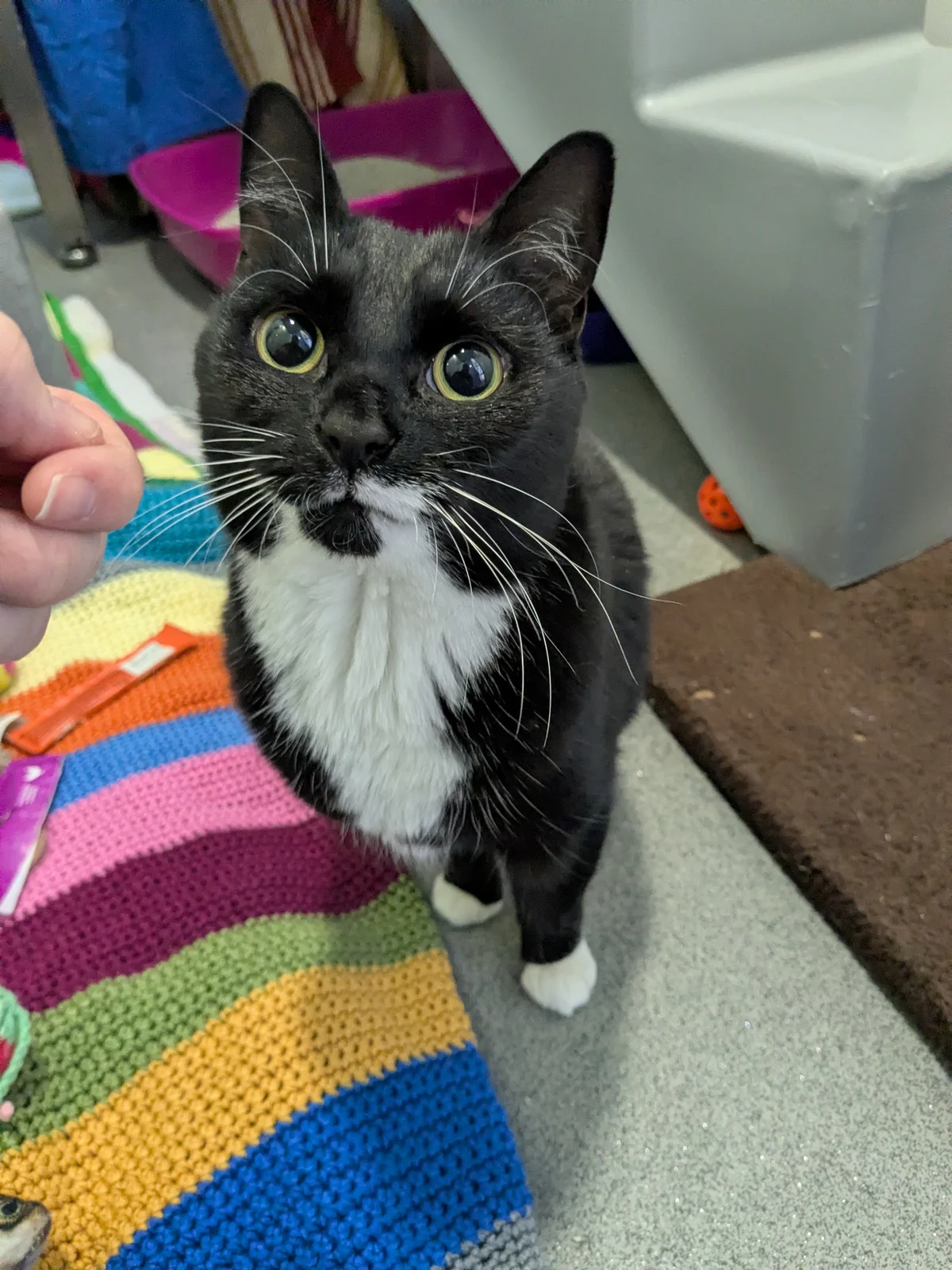 Meet some of the cats in our care