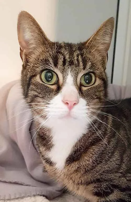 Bengal