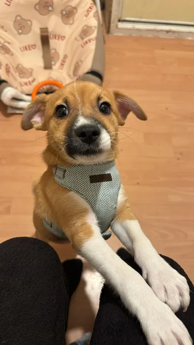 Cookie, adopted