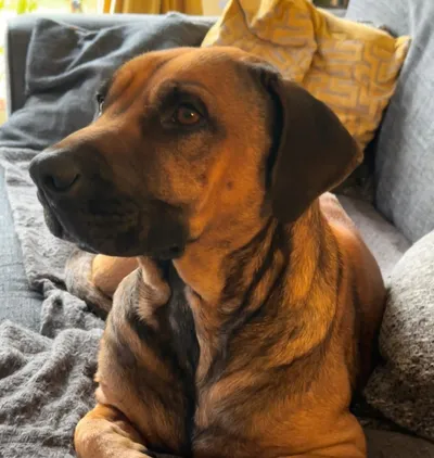 Cookie, adopted