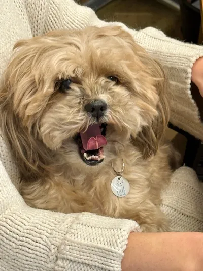 Cookie, adopted
