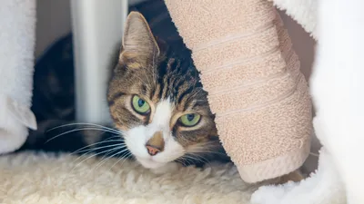 Crunchy, adopted