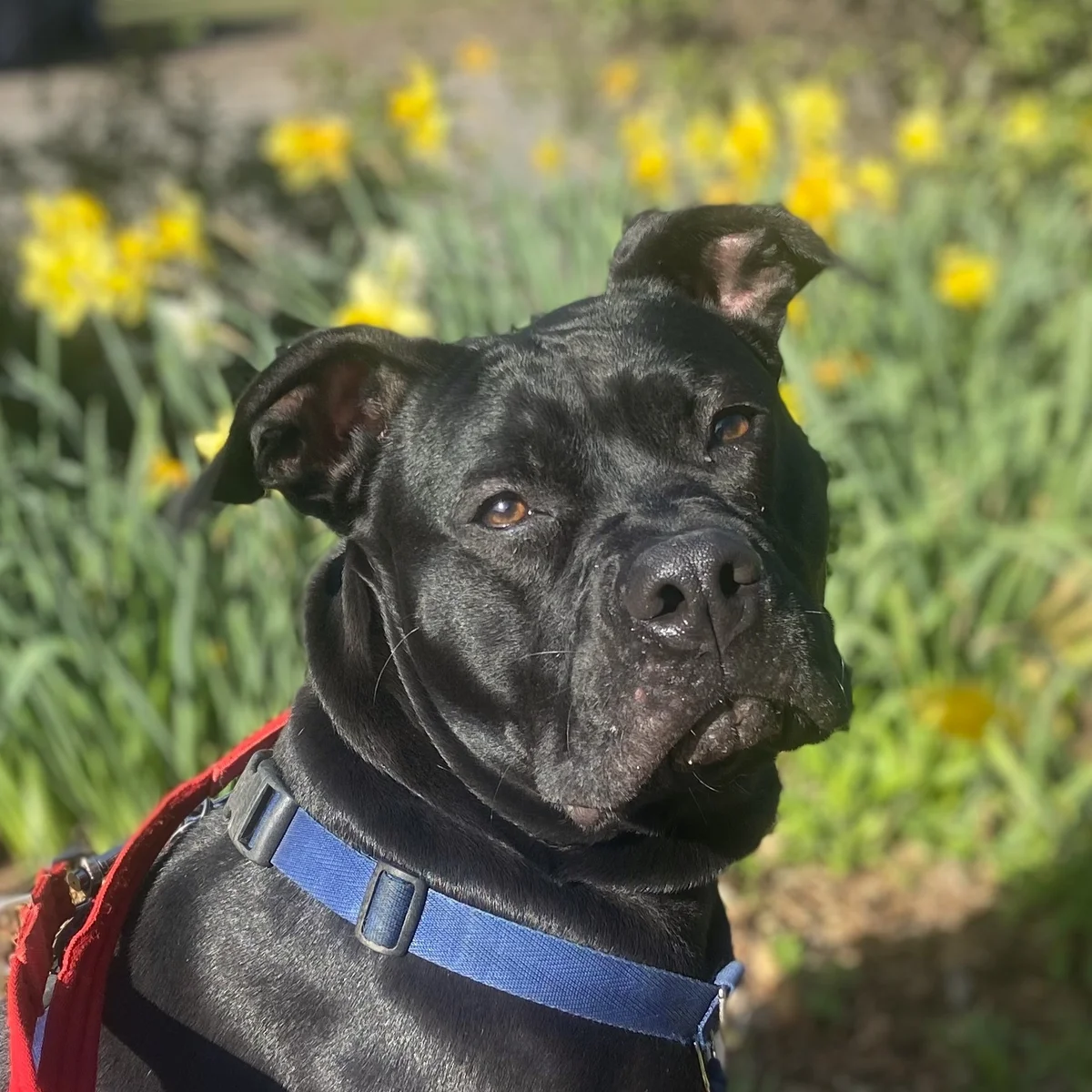 Meet some of the dogs in our care