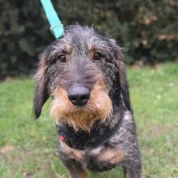 Meet some of the dogs in our care