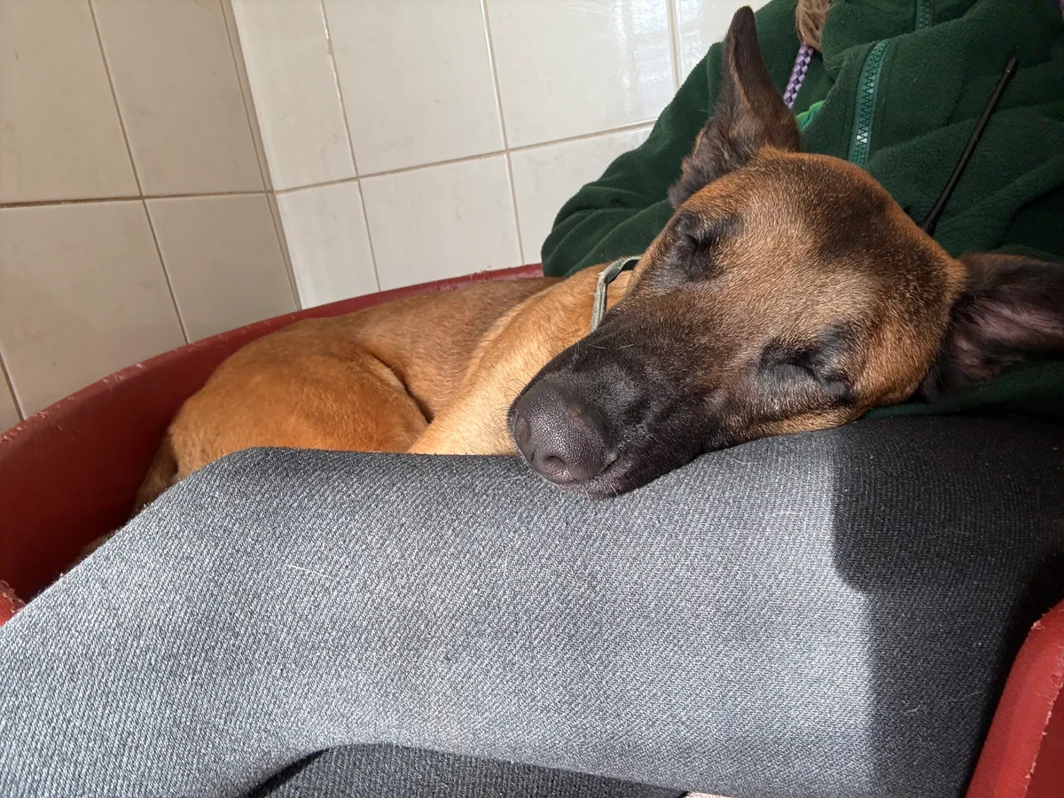 Belgian Malinois