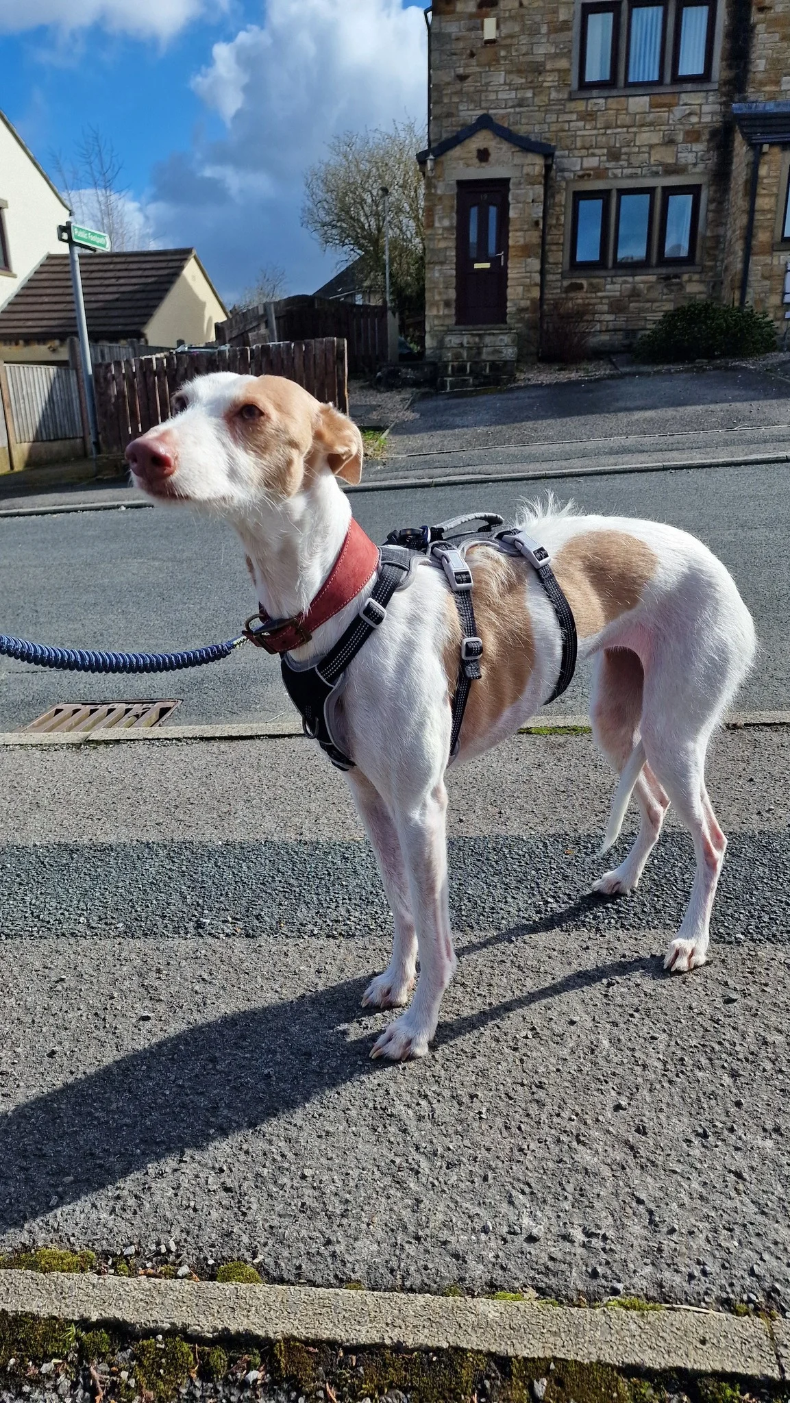Whippet