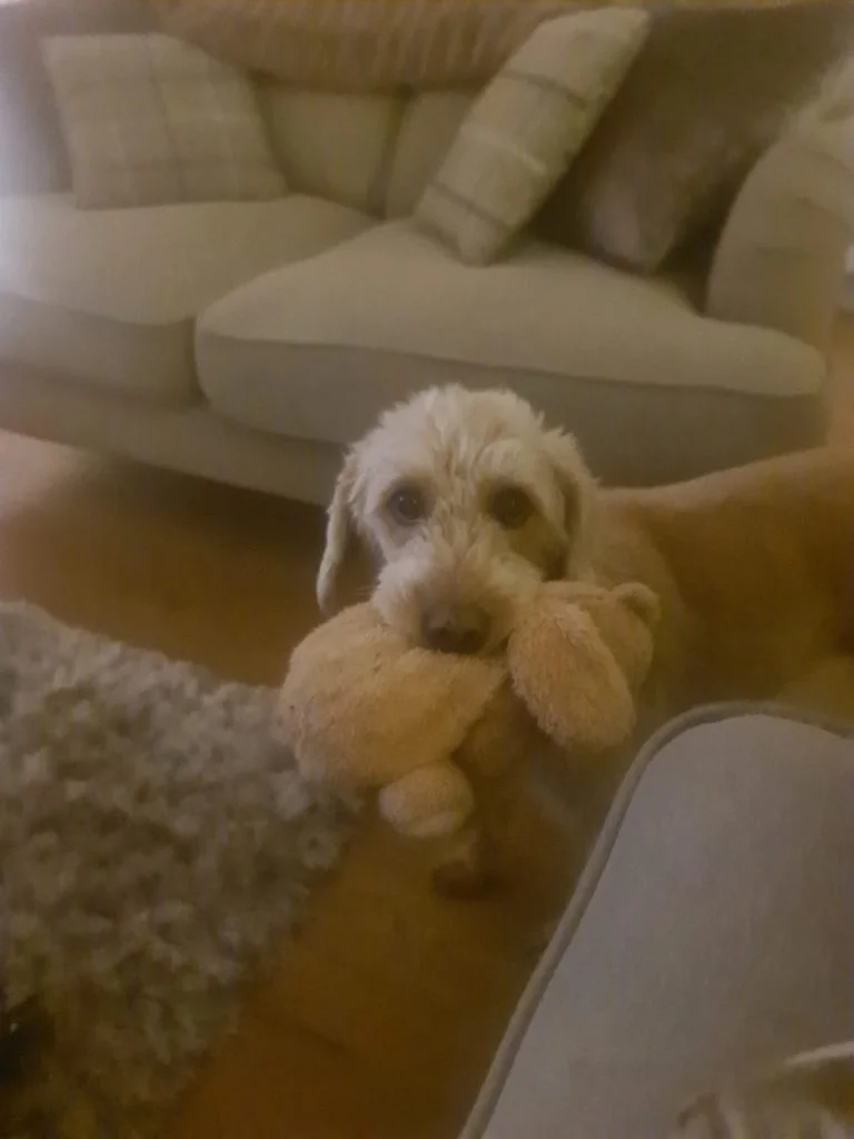 Labradoodle