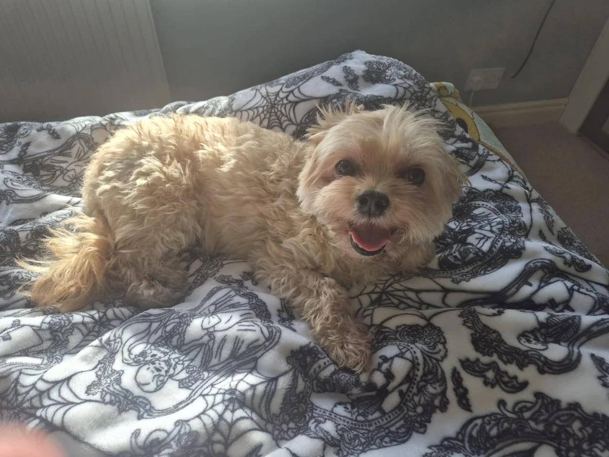 Cavapoo