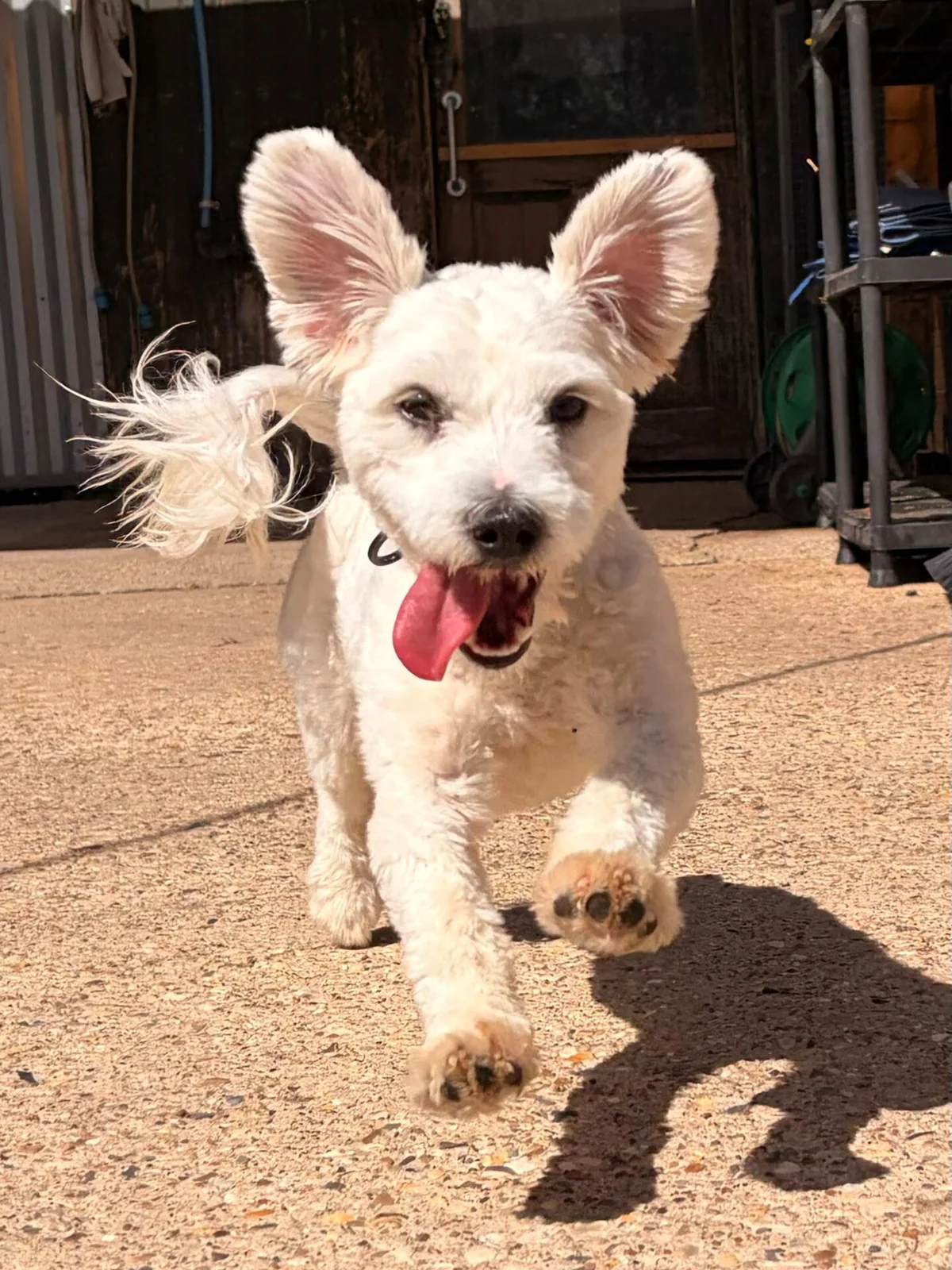 Maltipoo