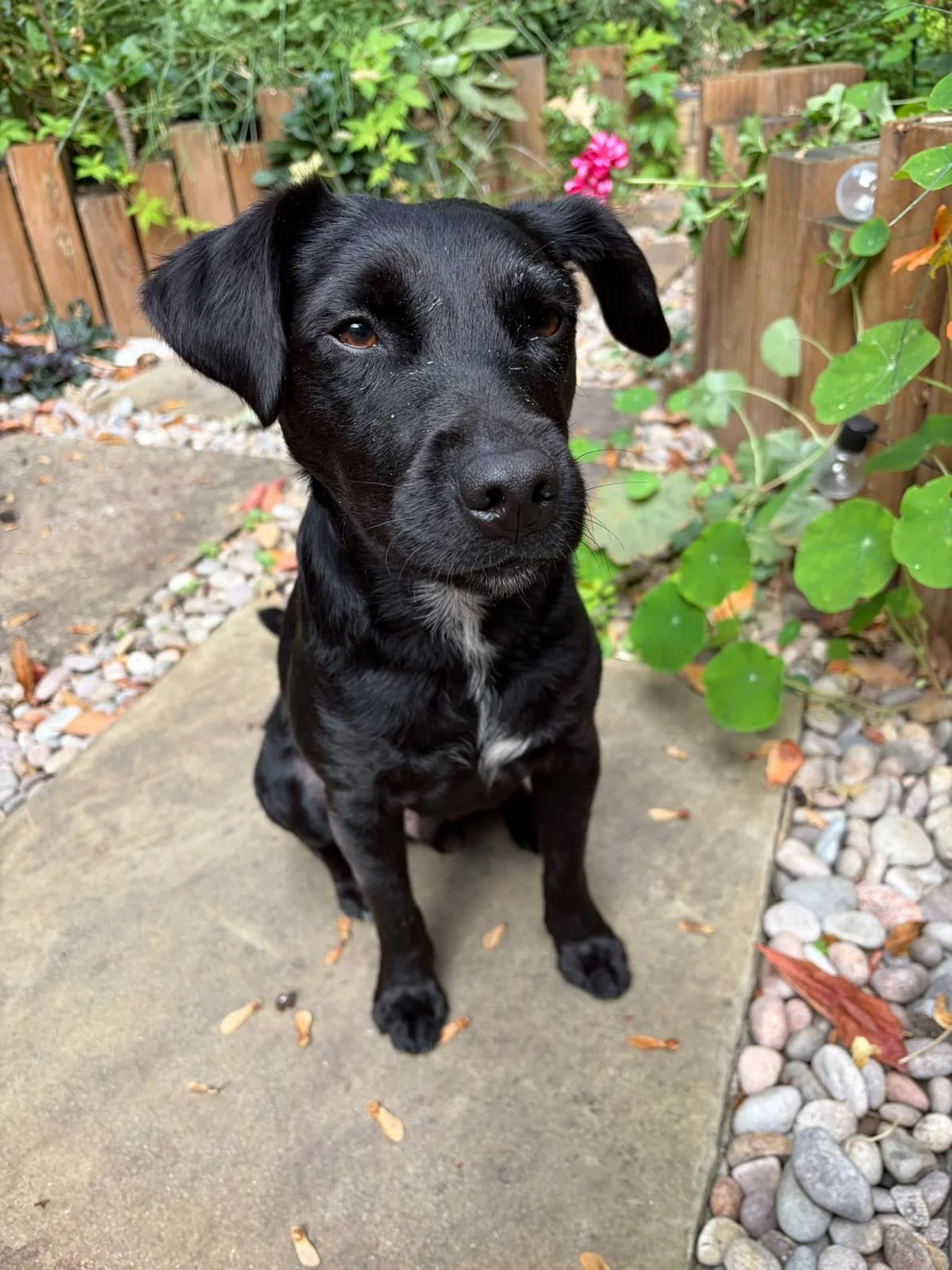 Patterdale Terrier