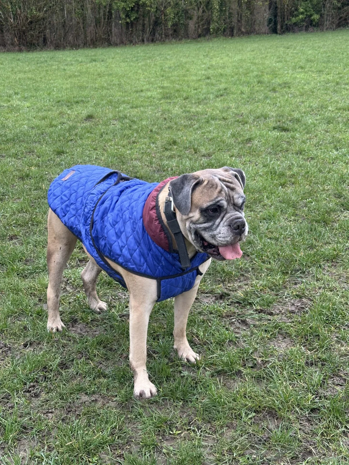 Bullmastiff