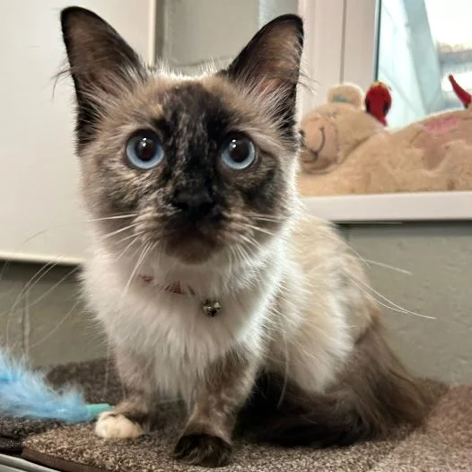 Ragdoll