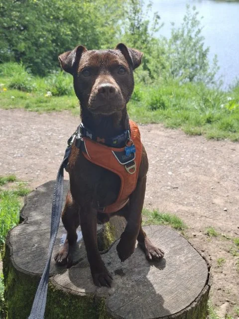 Patterdale Terrier
