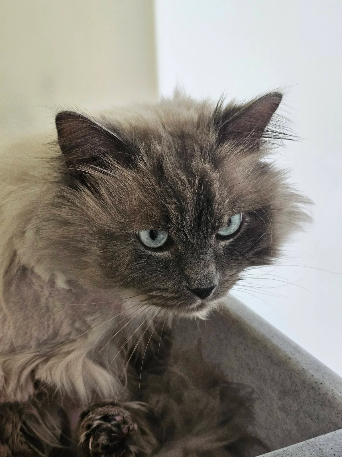 Ragdoll