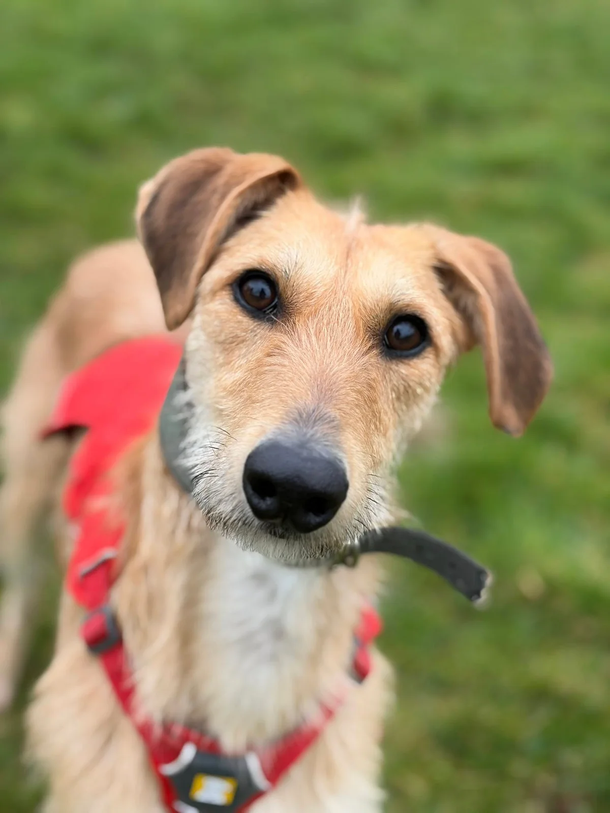 Lurcher