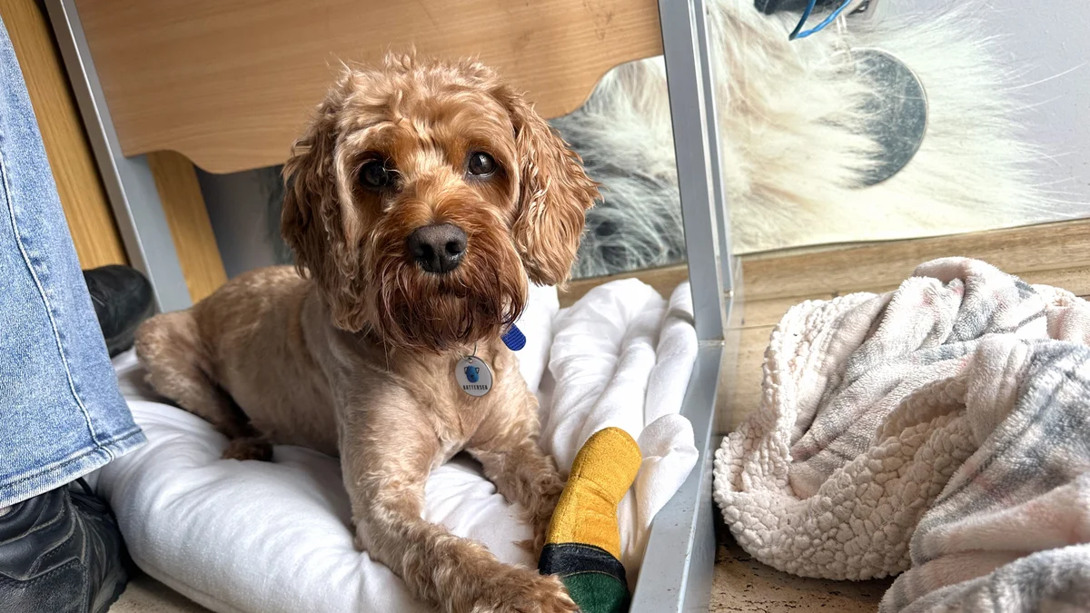 Cavapoo