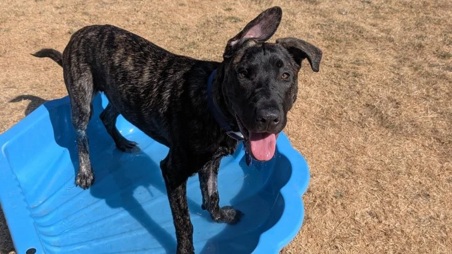 Dutch Shepherd