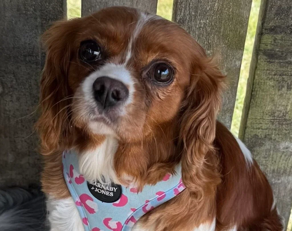 Cavalier King Charles Spaniel
