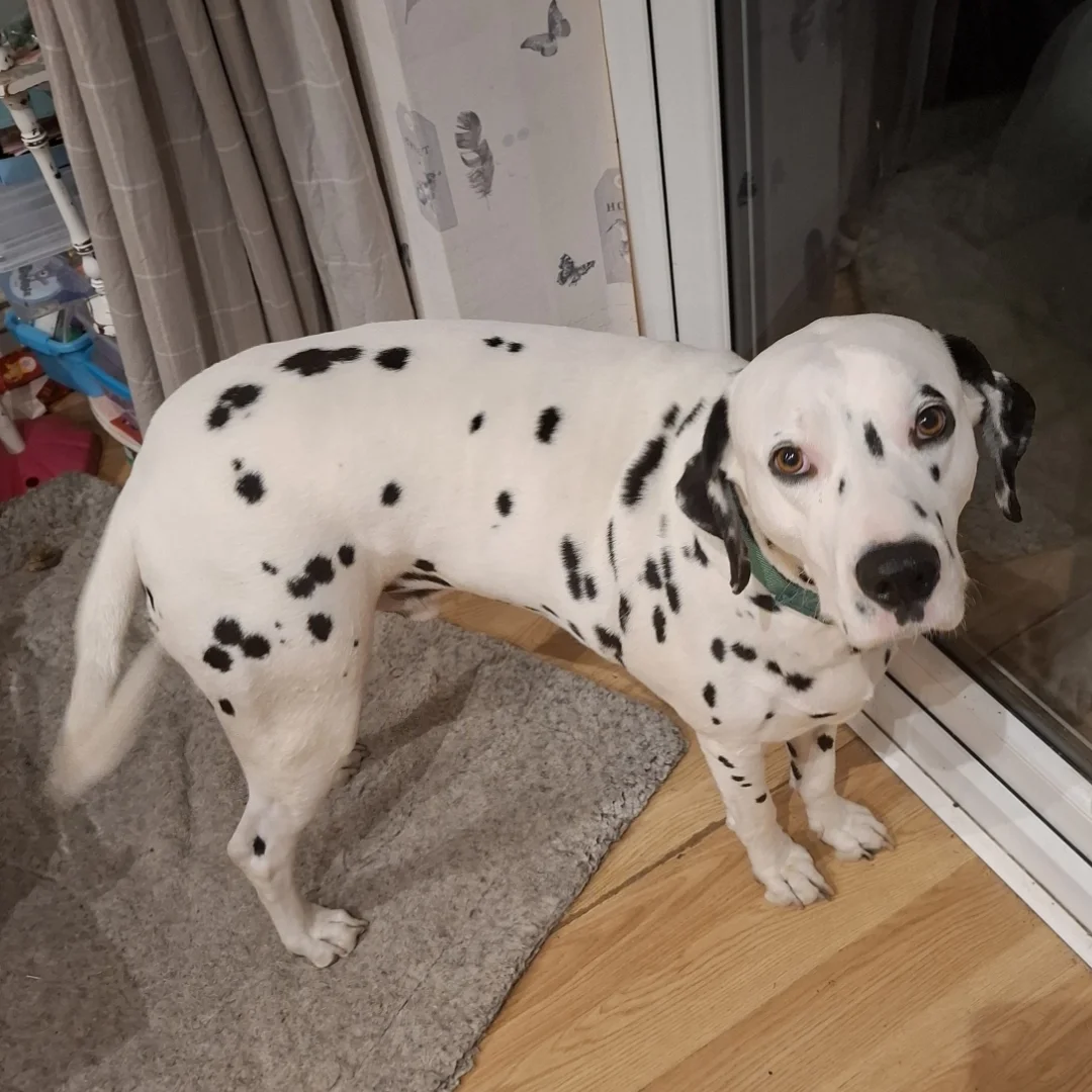 Dalmatian