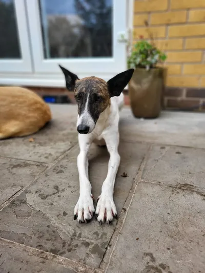 Layla, adopted