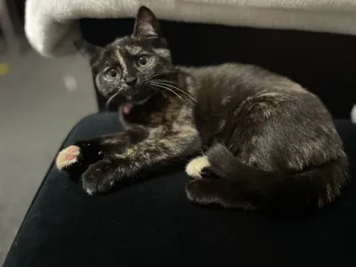 Daisy, adopted