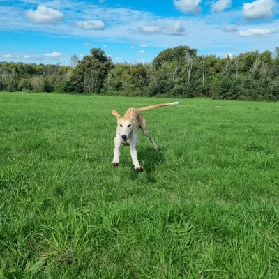 Clifford, adopted