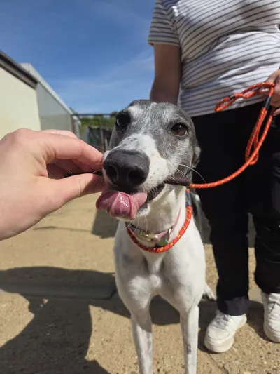 Hattie, adopted