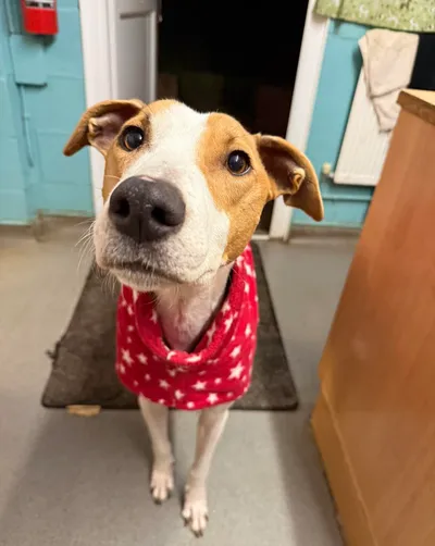 Lola, adopted