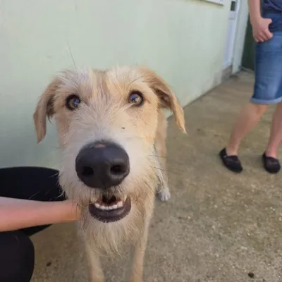 Nigel, adopted