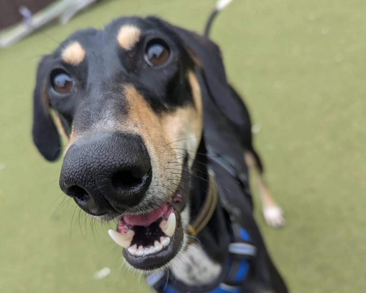 Saluki
