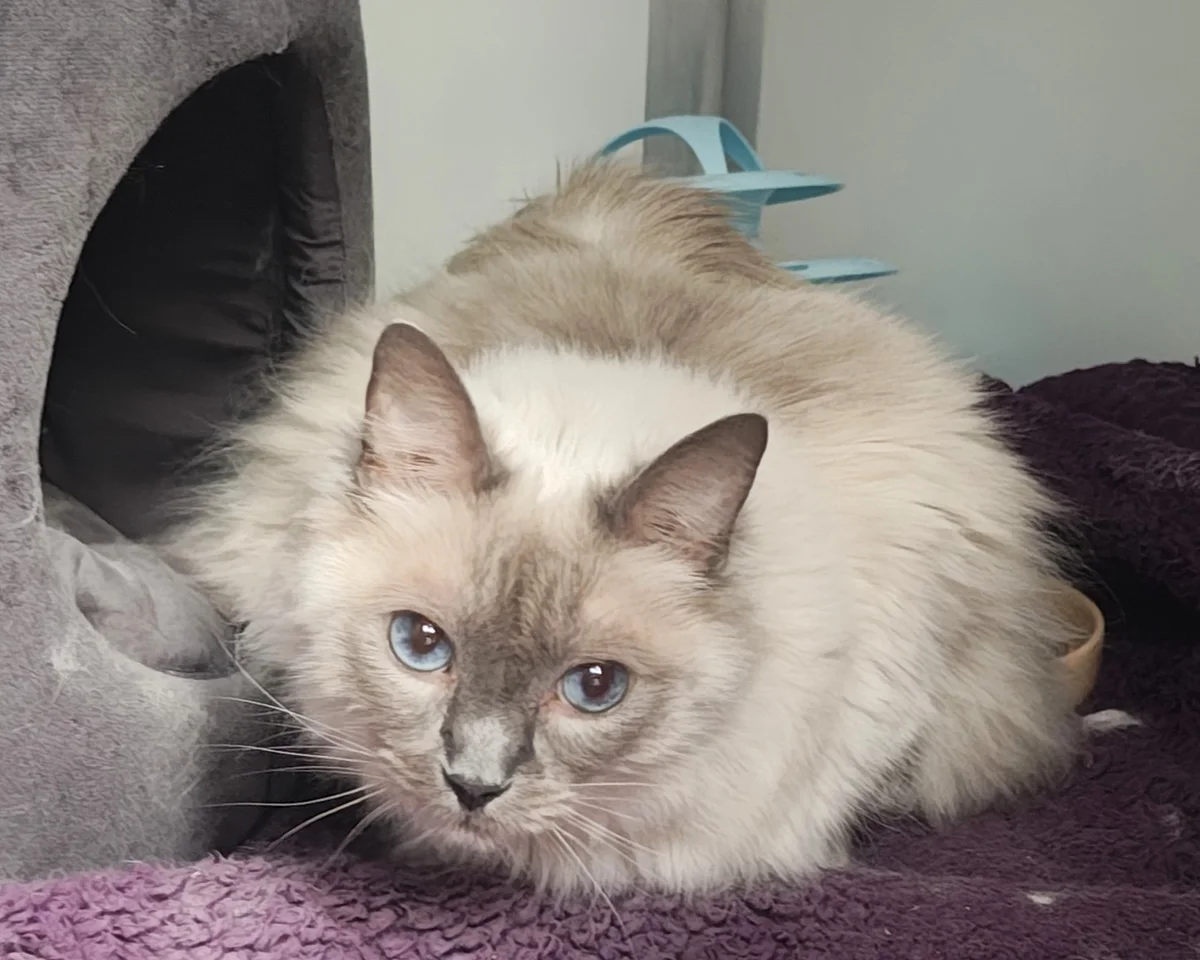Ragdoll