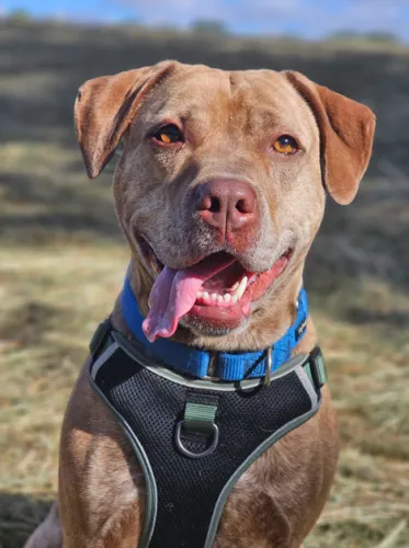 Lady, adopted