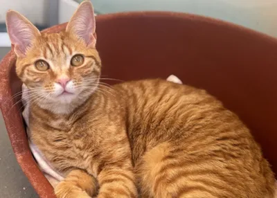 Lennie (Bono), adopted