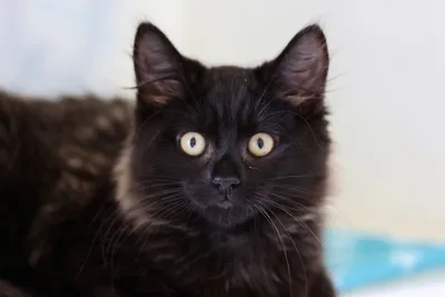 Cola & Capri, adopted