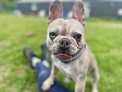 Gus, adopted