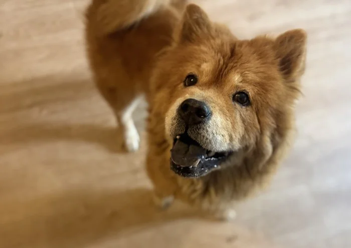Chow Chow
