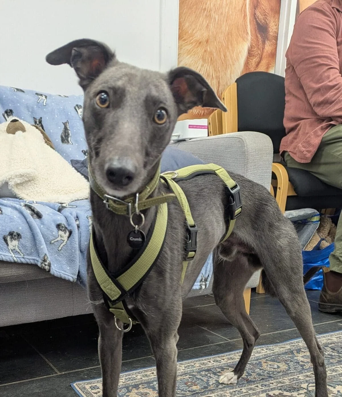 Whippet