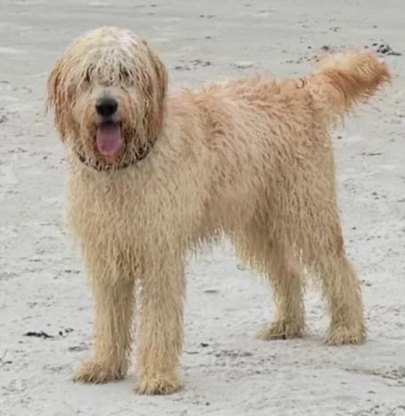 Goldendoodle