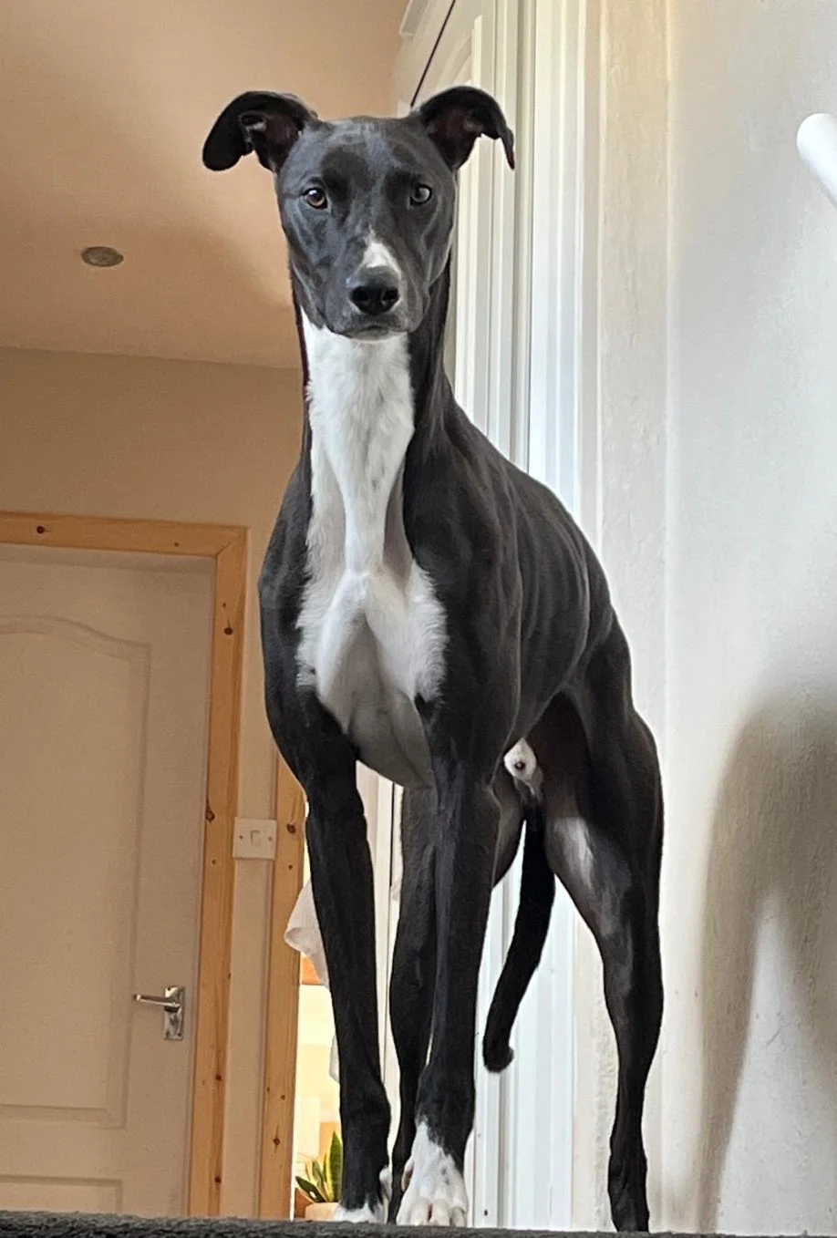Lurcher