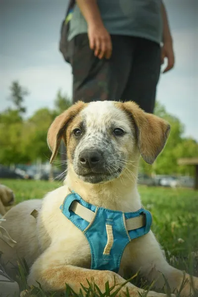 Benji, adopted