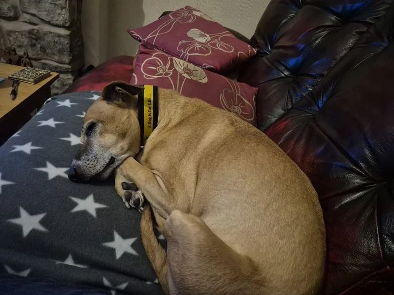 Whippet